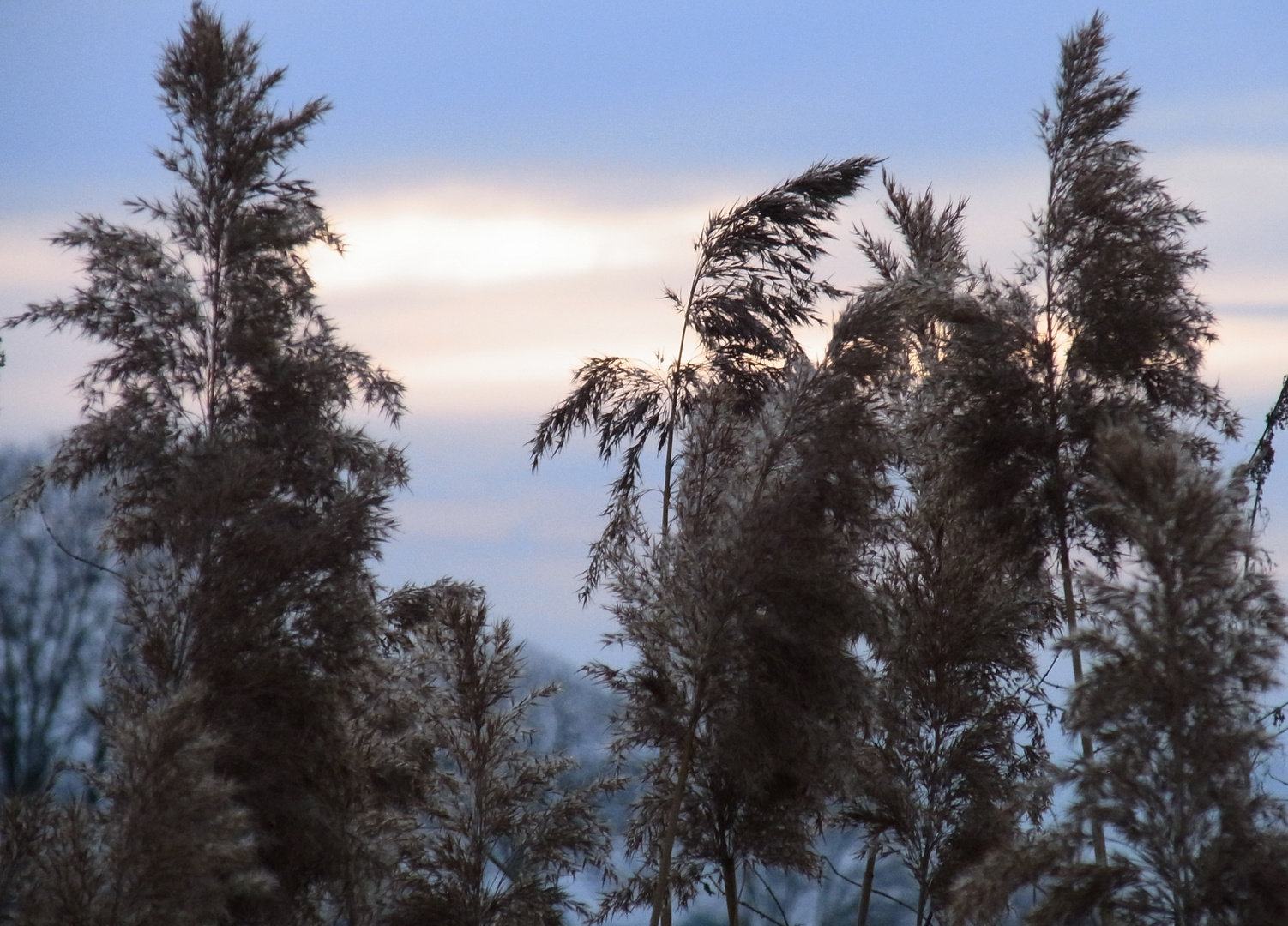 Riedgras in der Abendsonne