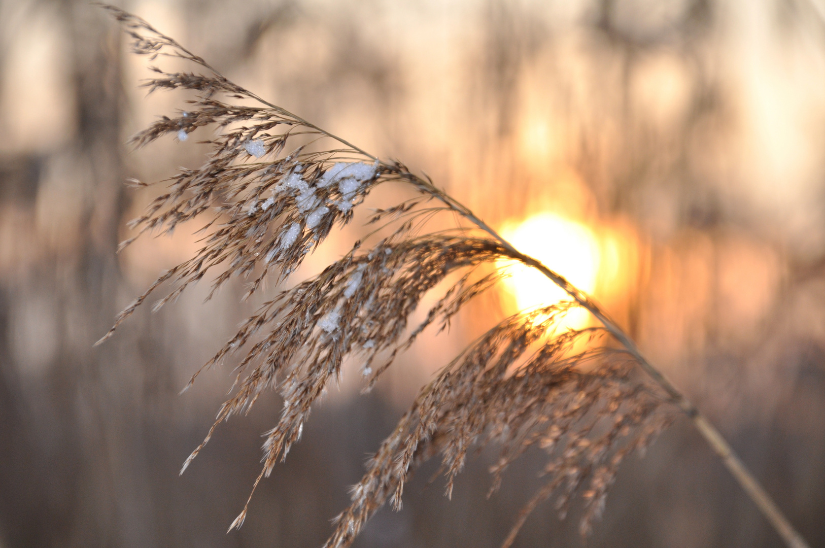 Riedgras in der Sonne