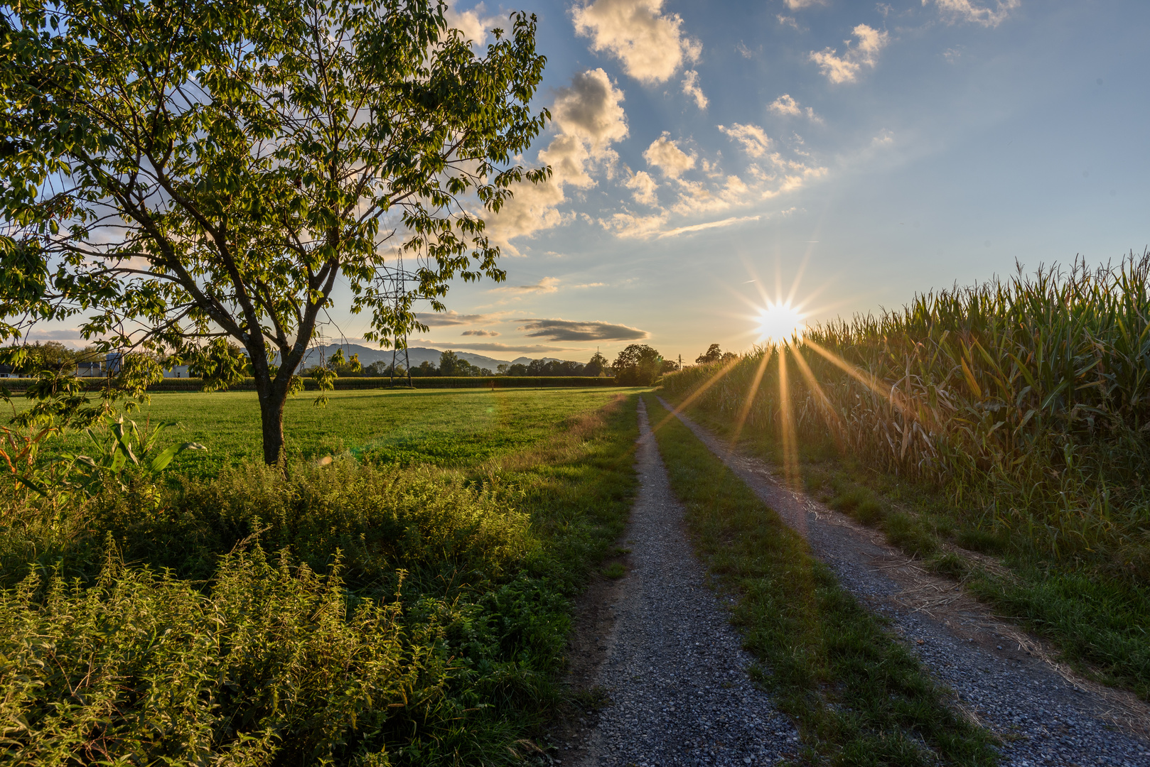 Riedlandschaft