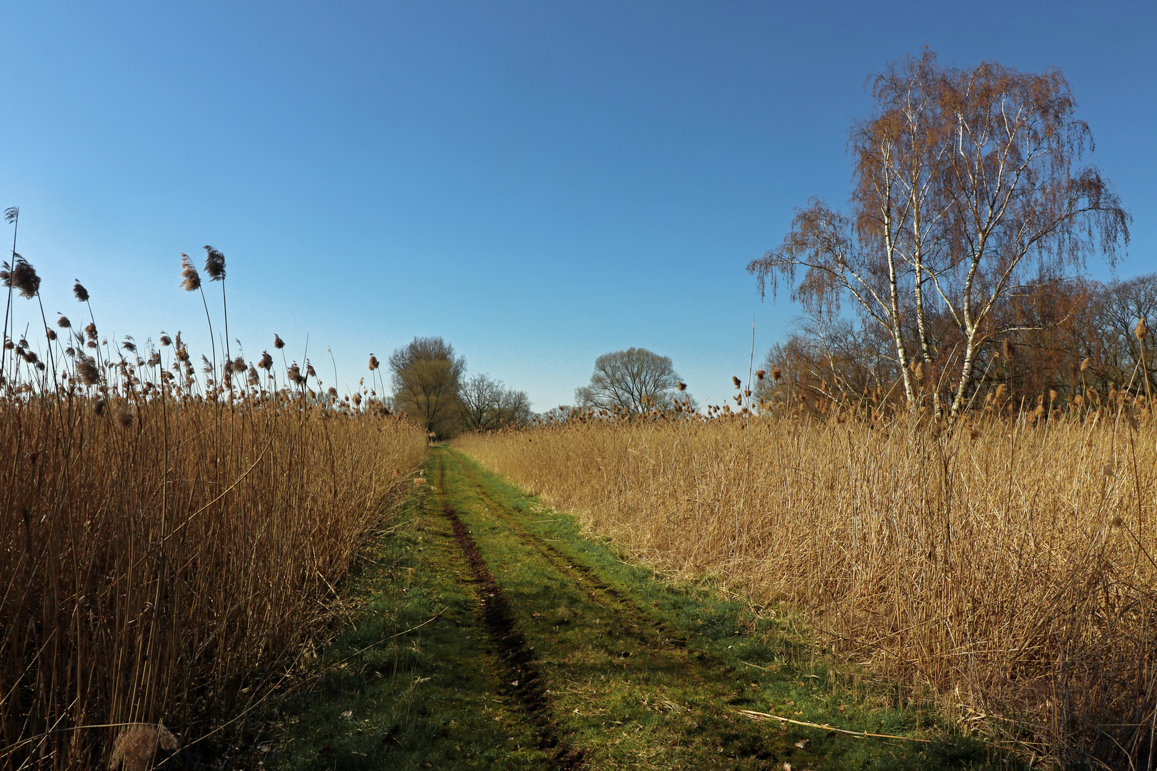 Riedlandschaft