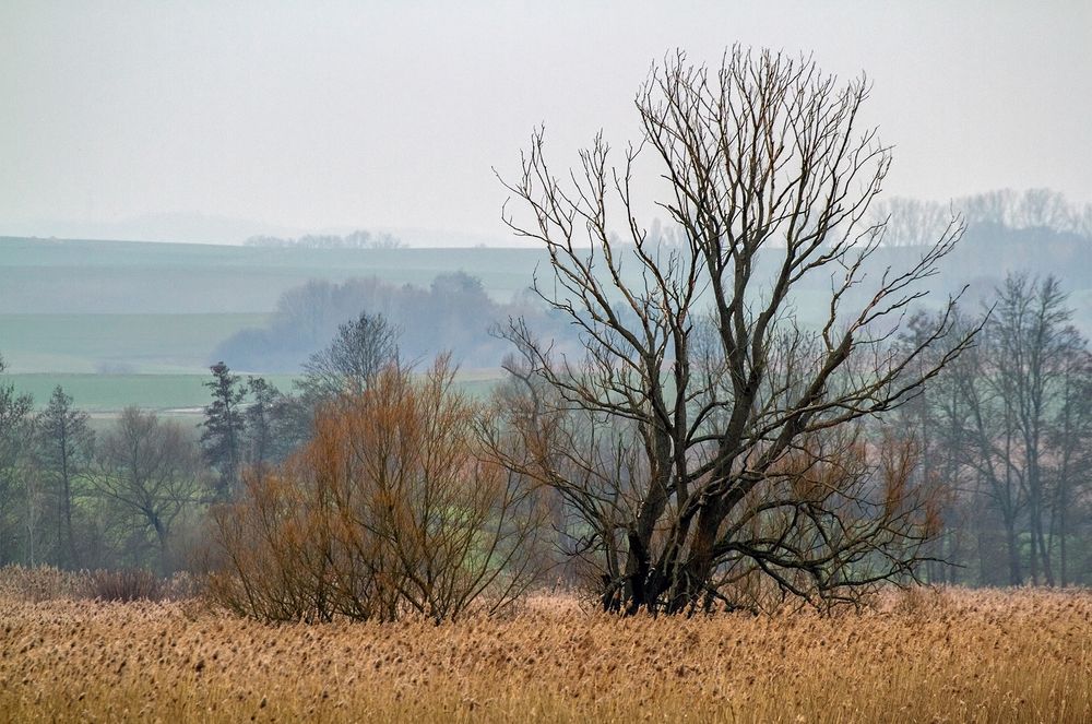 Riedlandschaft