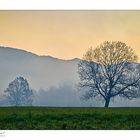 Riedlandschaft zwischen Lustenau und Dornbirn