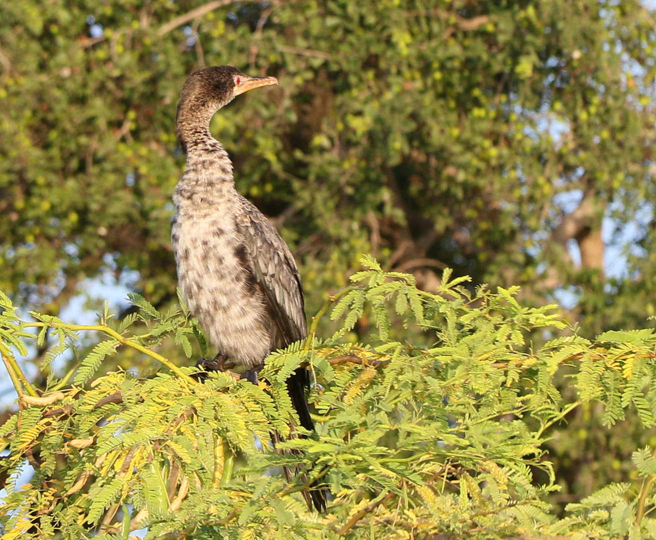 Riedscharbe - Microcarbo africanus