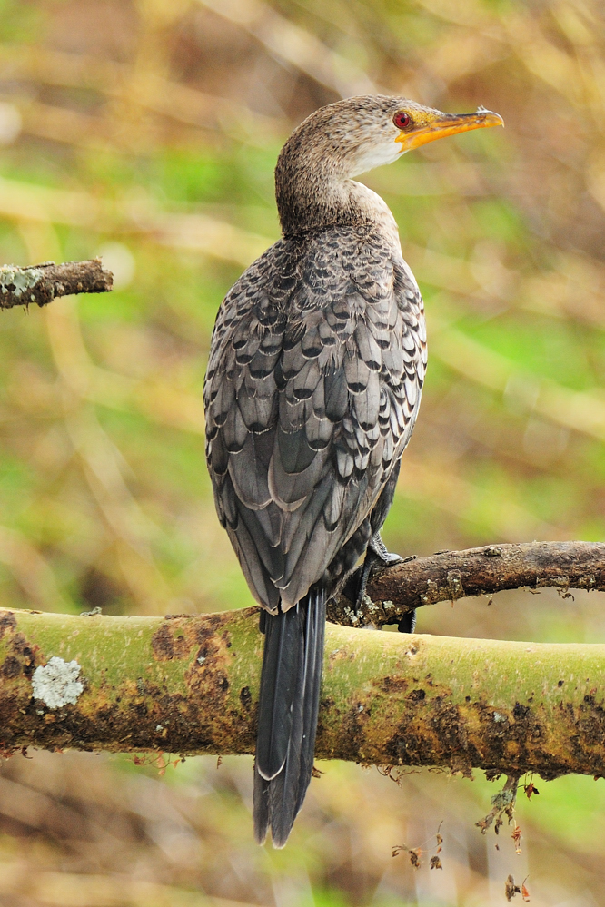 Riedscharbe / Reed Cormorant (Microcarbo africanus)