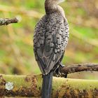 Riedscharbe / Reed Cormorant (Microcarbo africanus)