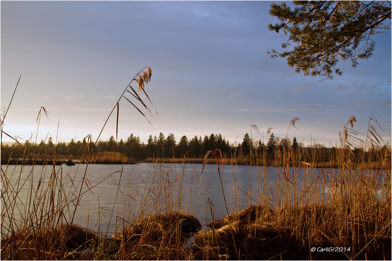 Riedsee im Abendlicht