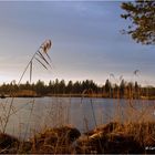 Riedsee im Abendlicht