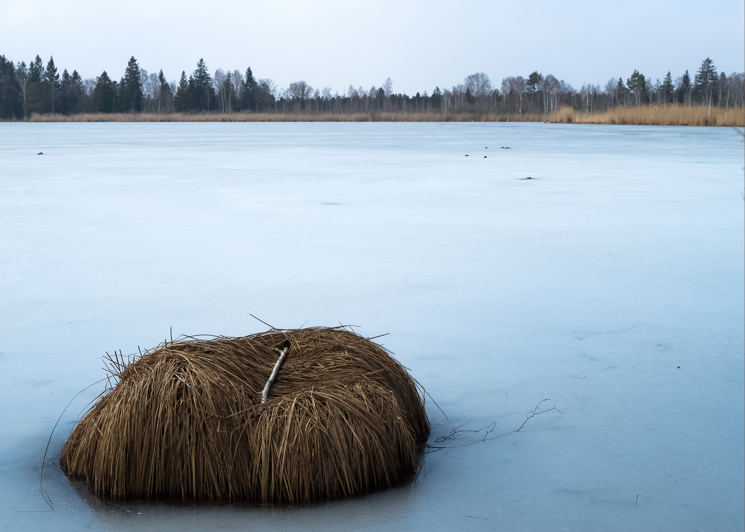 Riedsee mit Puschelgras