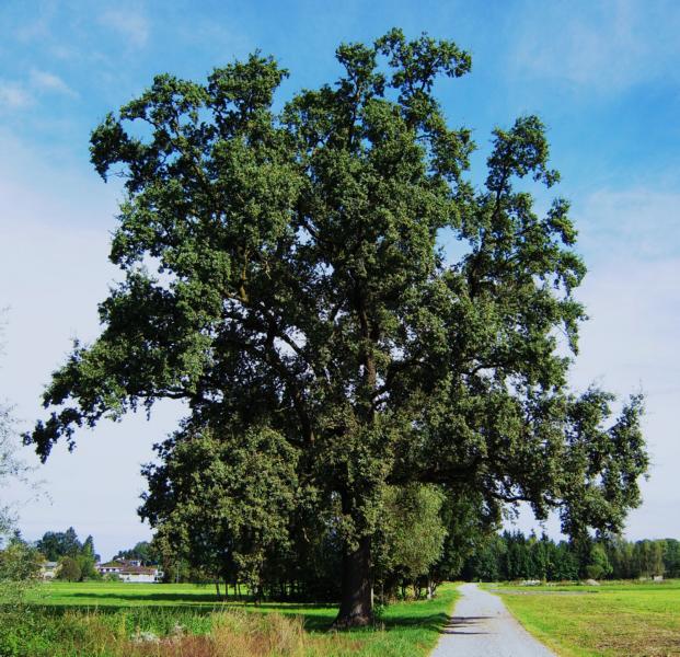 Riedweg von GC-Fotomaus 