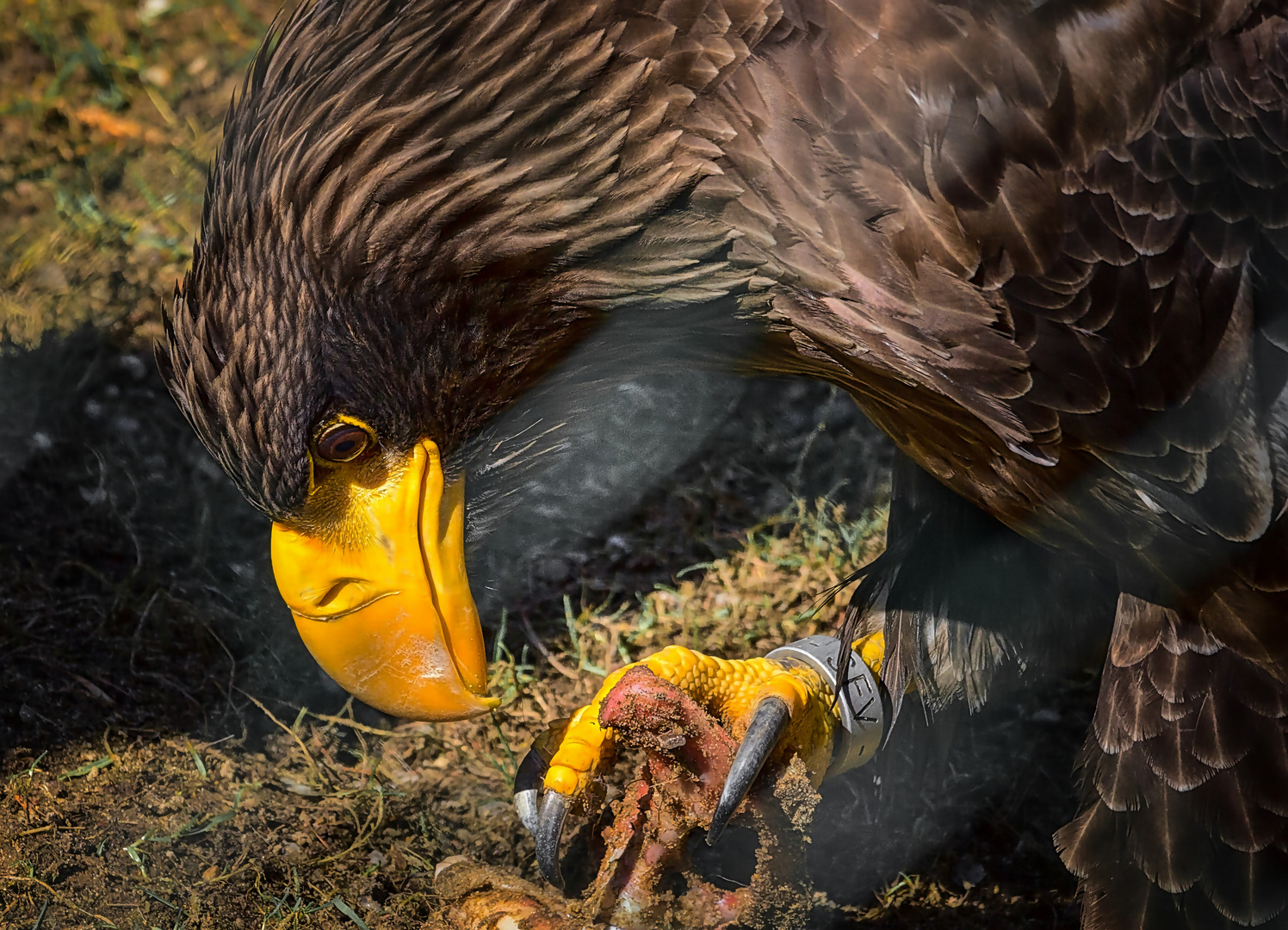 Rieenseeadler