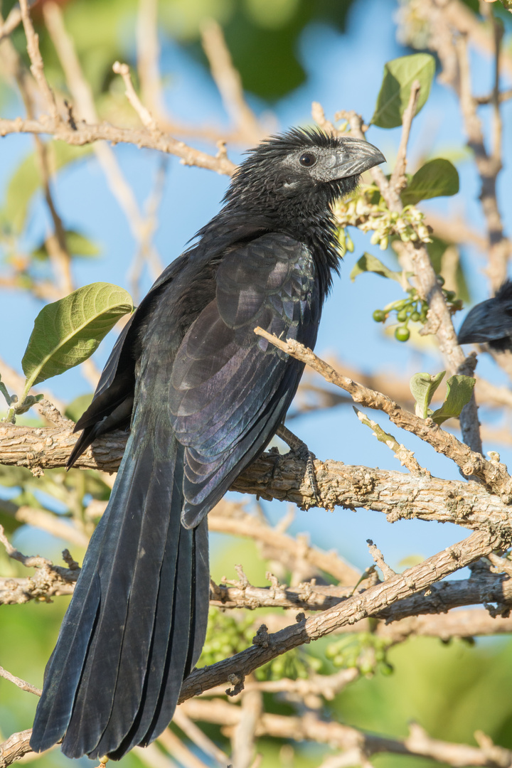 Riefenschnabelani (Crotophaga sulcirostris) in Rincon de la Vieja, Costa Rica