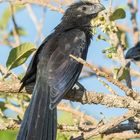 Riefenschnabelani (Crotophaga sulcirostris) in Rincon de la Vieja, Costa Rica