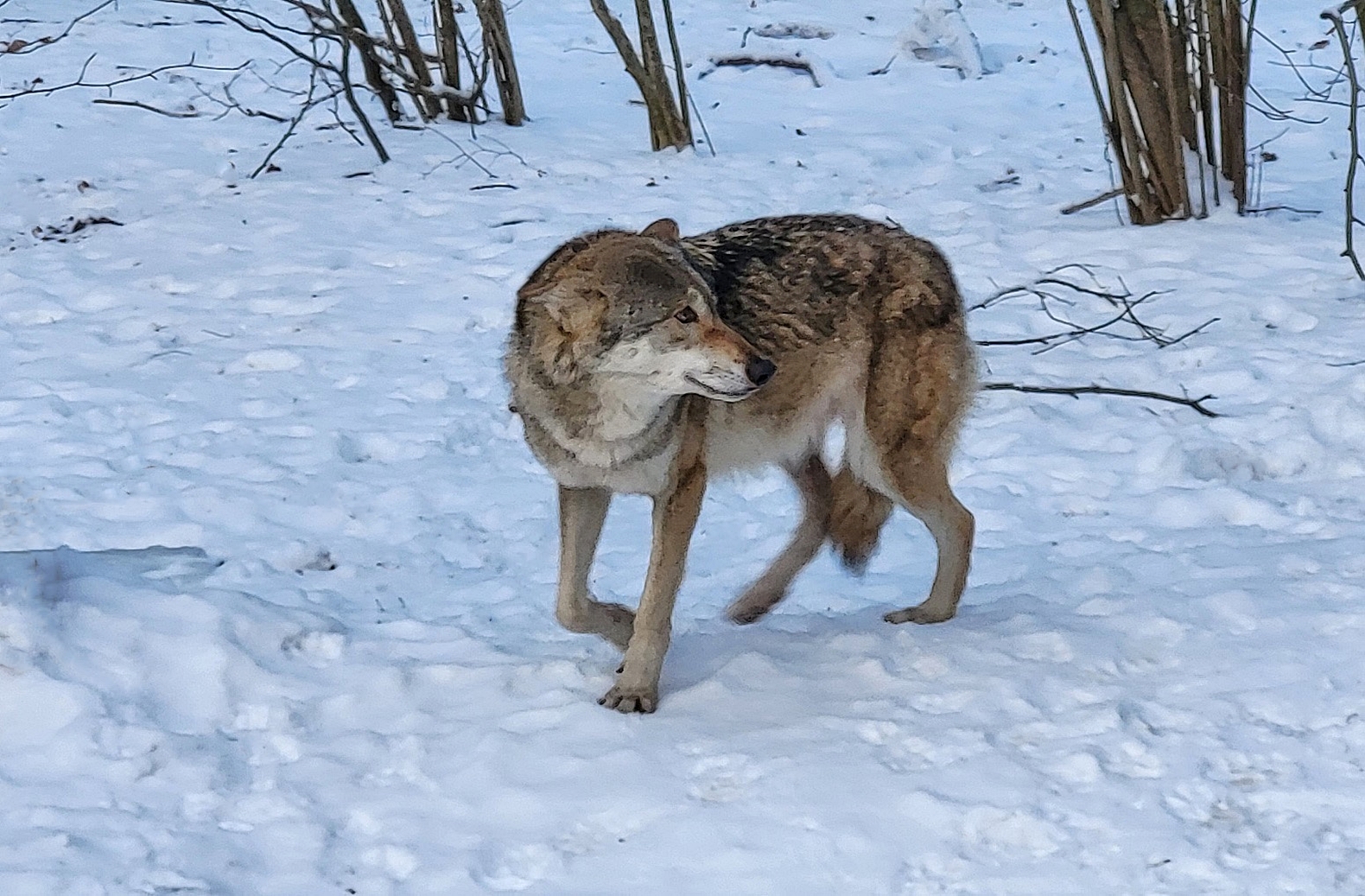 Rieke im Schnee