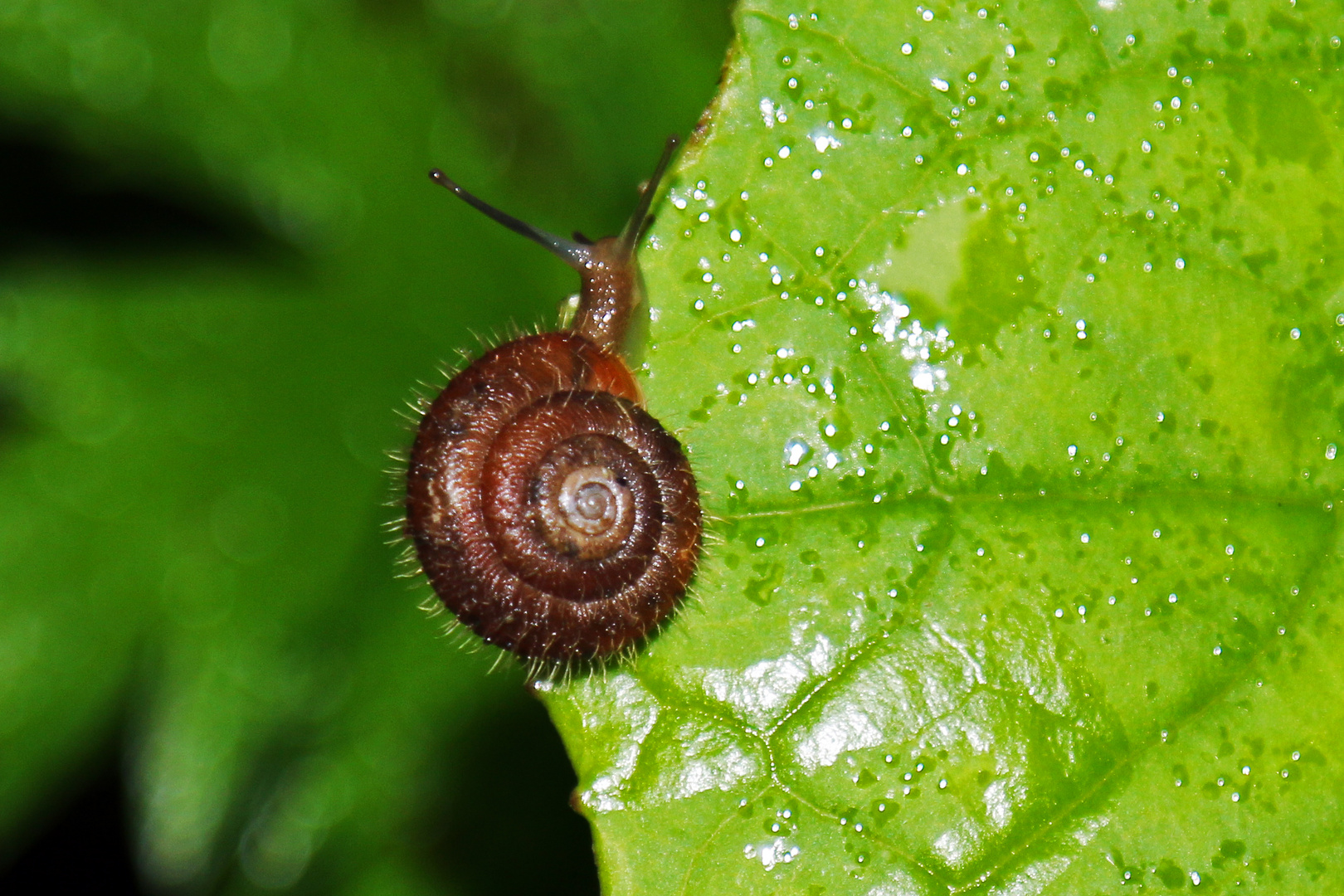 Riemenschnecke