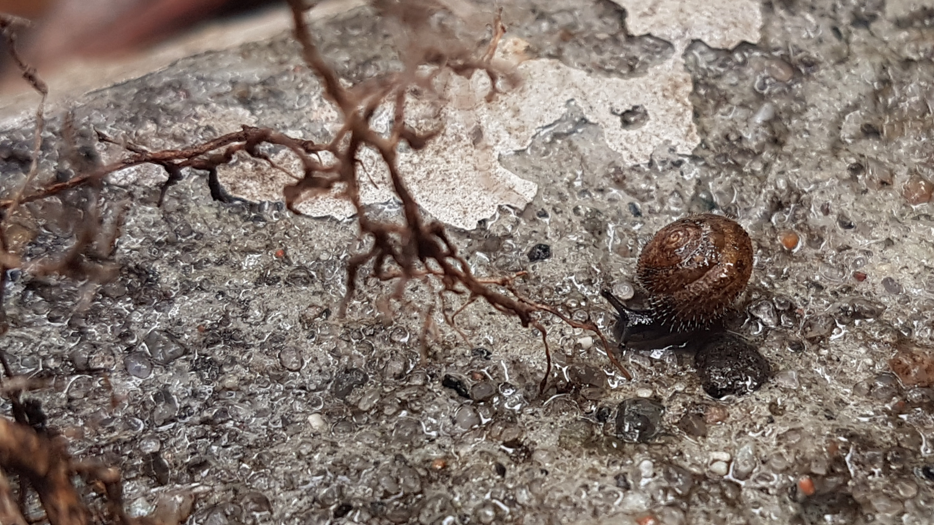 Riemenschnecke - im regen auf der mauer