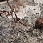 Riemenschnecke - im regen auf der mauer