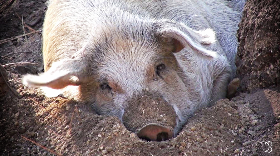 Rien de tel qu'une bonne sieste....!!!