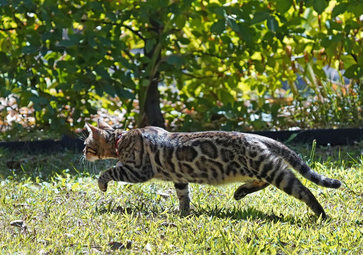 Rien ne lui échappe  à ce bengal !!!