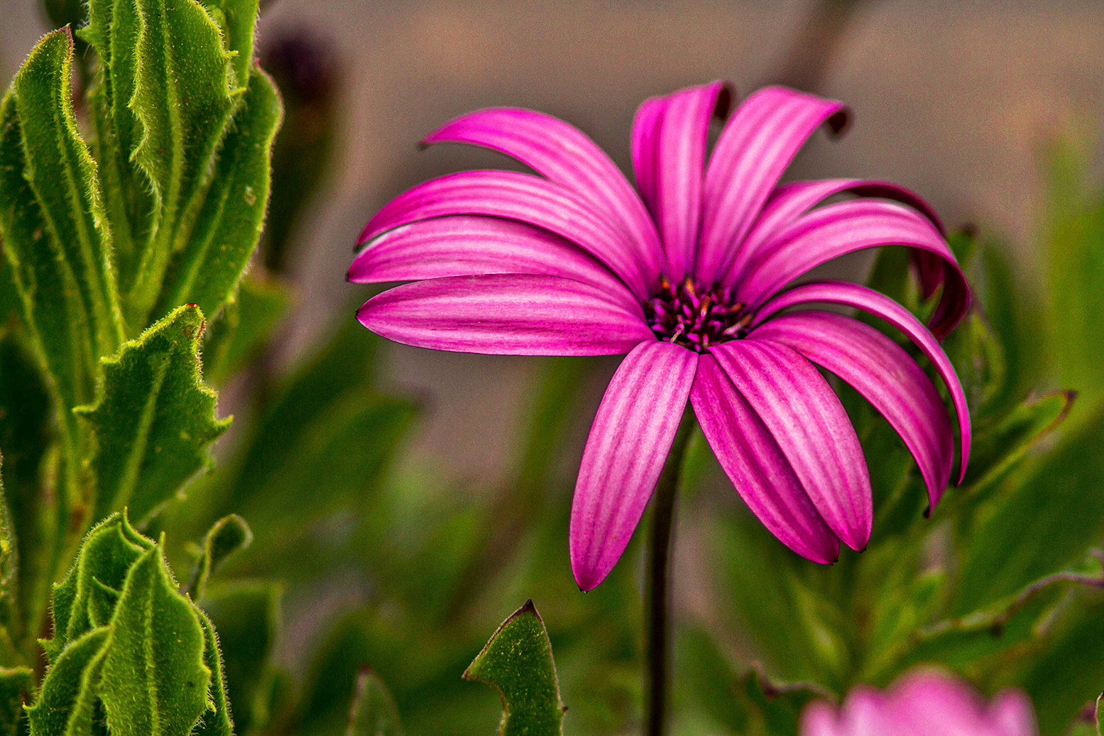 Rien qu'une fleur