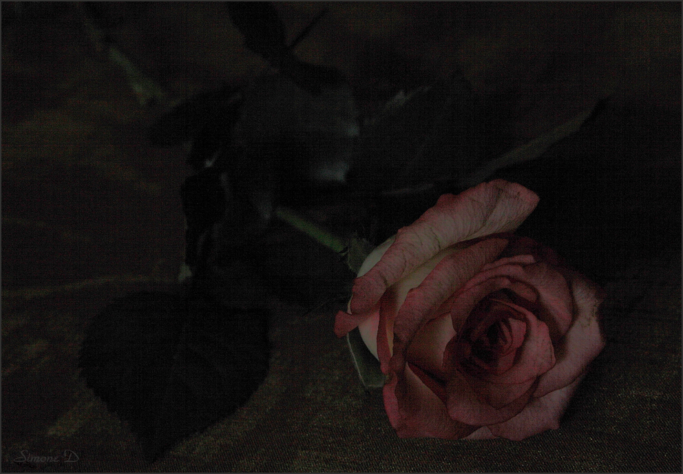 Rien qu'une rose ..