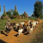 Rientro alle stalle,Indein village,Inle Lake