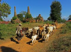 Rientro alle stalle,Indein village,Inle Lake