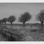 Riepe in Ostfriesland