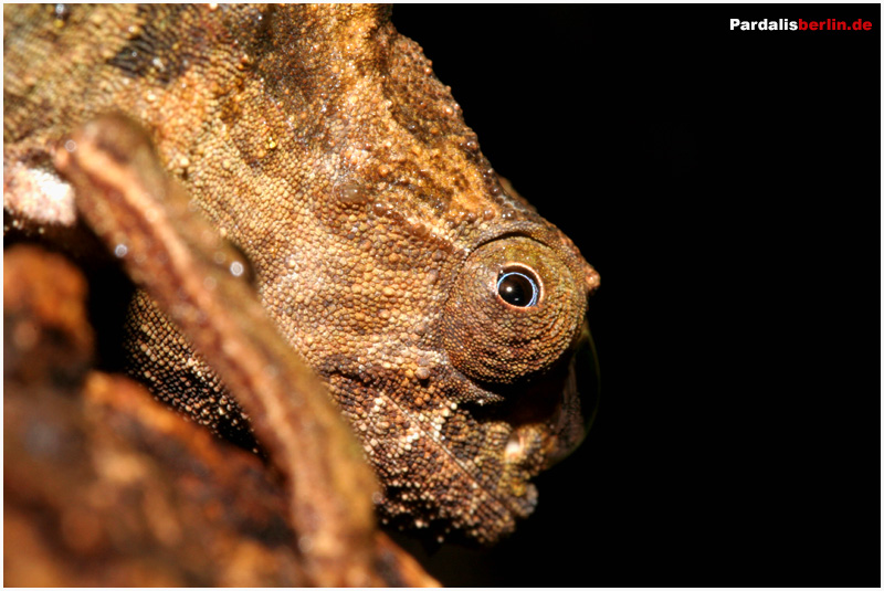 Rieppeleon brevicaudatus Foto & Bild tiere, haustiere, terraristik