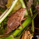 Rieppeleon brevicaudatus - Weibchen