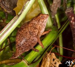 Rieppeleon brevicaudatus - Weibchen