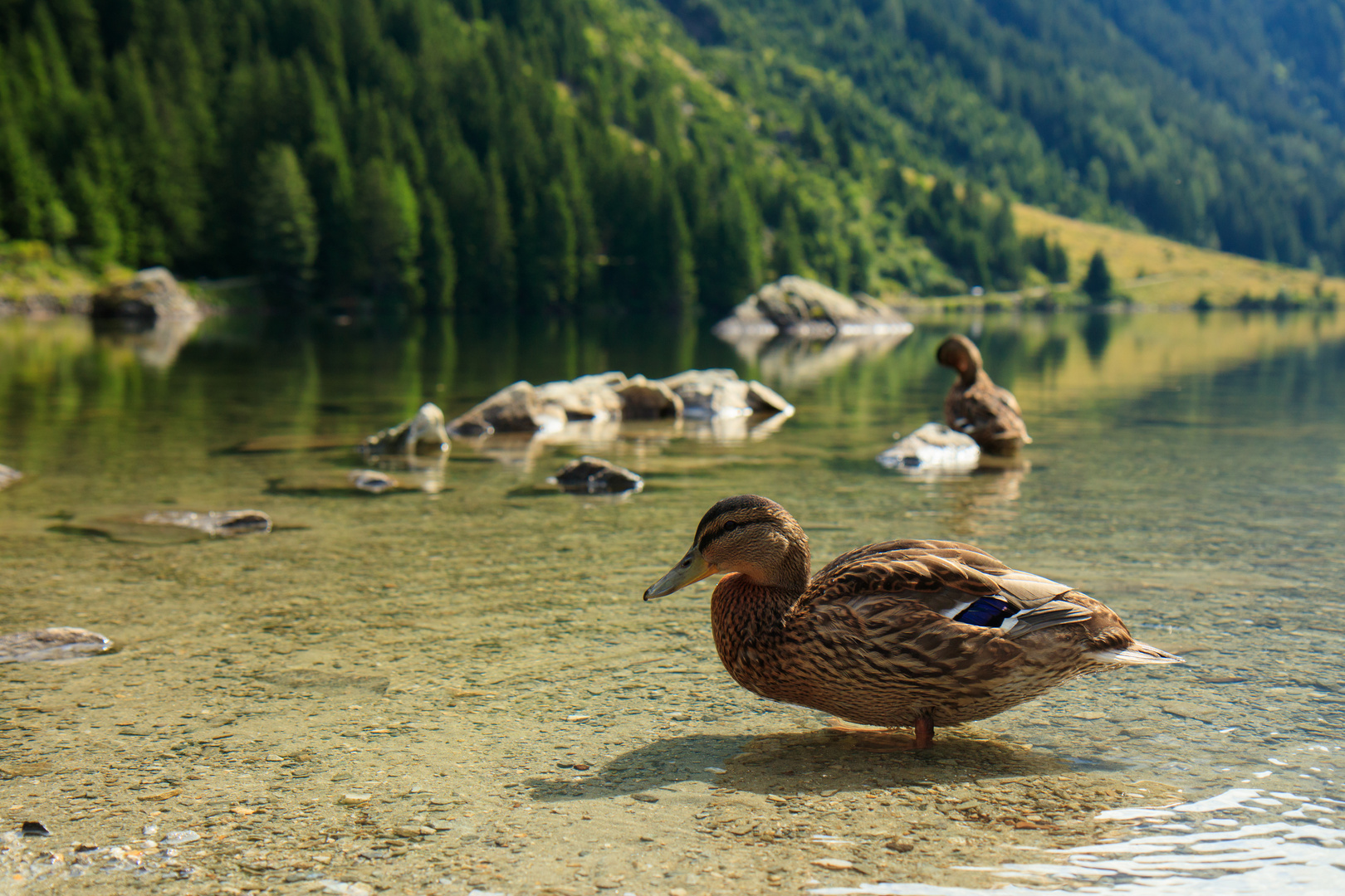 Riesachsee & Quaki