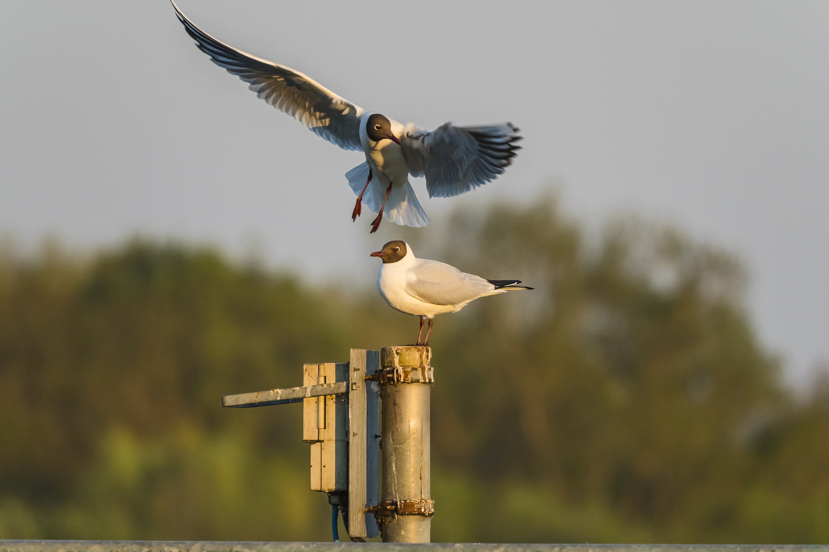 Rieselfelder animal wildlife nature sunny day 20042019 119 Kopie