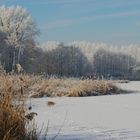 Rieselfelder Münster nach gefrorenem Nebel