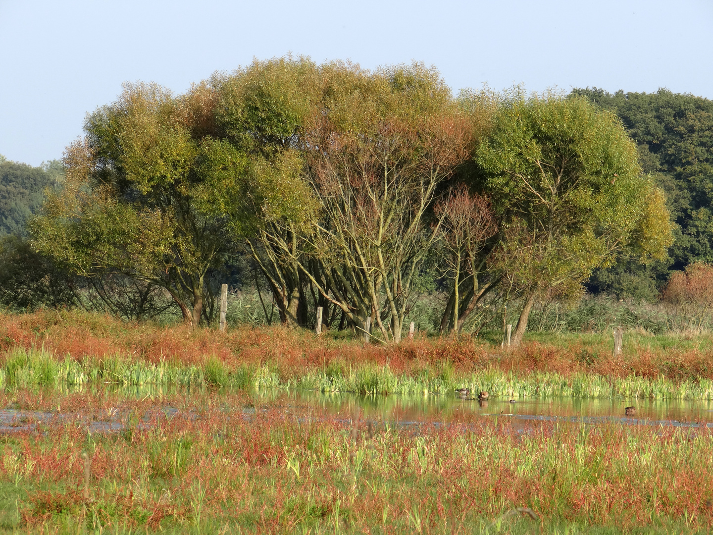 Rieselfelder, Naturimpressionen 3