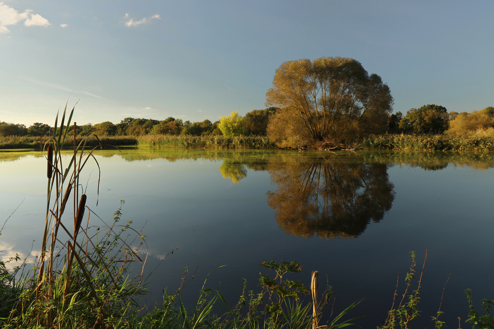 Rieselteich im Abendlicht