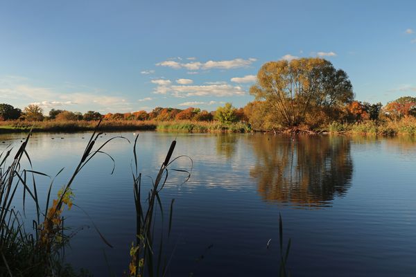 Rieselteich im späten Licht