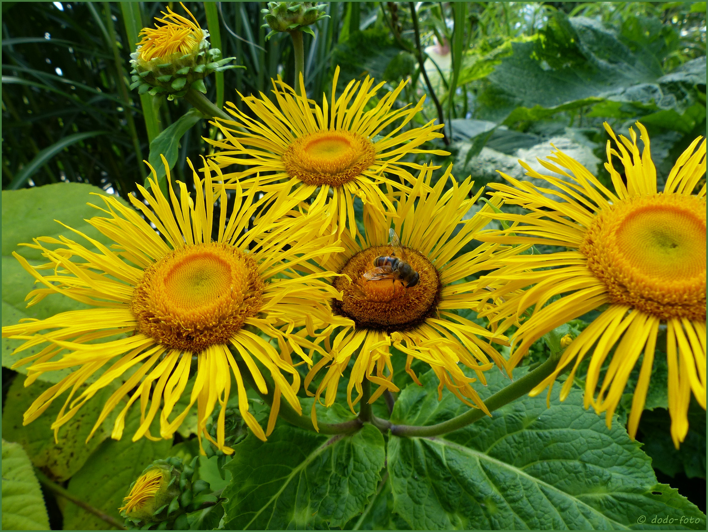 Riesen - Alant ( Inula magnifica )