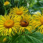 Riesen - Alant ( Inula magnifica )