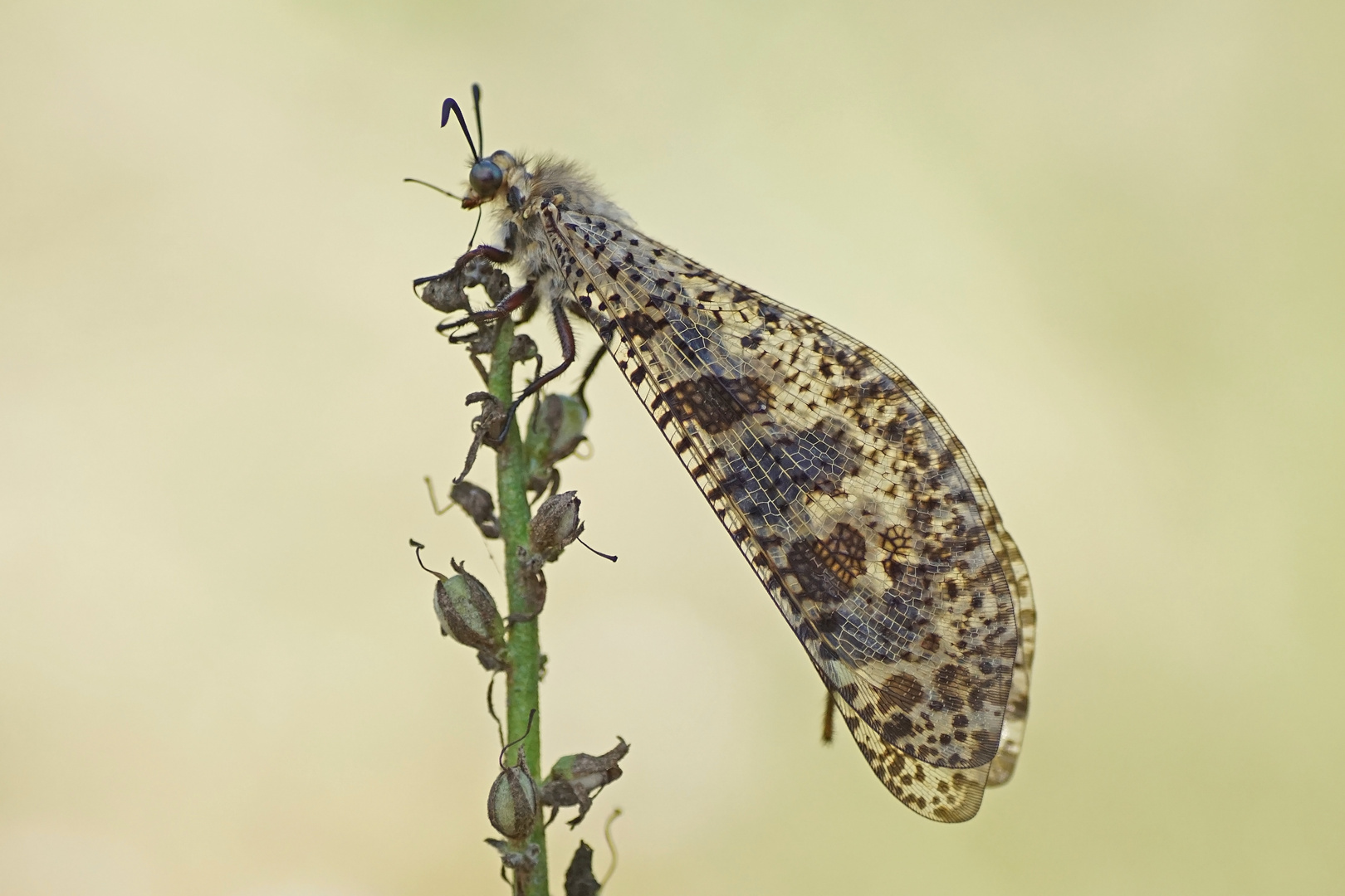 Riesen-Ameisenjungfer (Palpares libelloides)