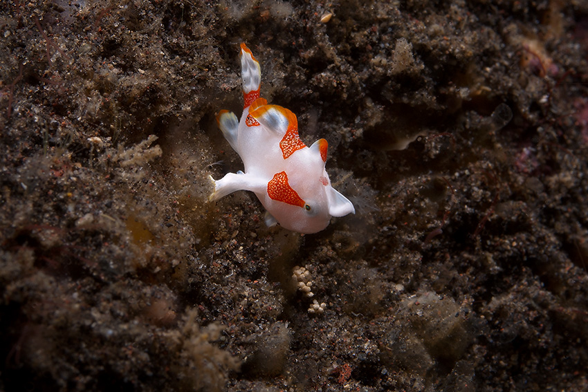 Riesen - Anglerfisch Baby (Giant Frogfish Baby)