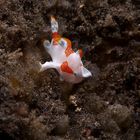 Riesen - Anglerfisch Baby (Giant Frogfish Baby)