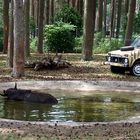 Riesen-Badewanne im Wald