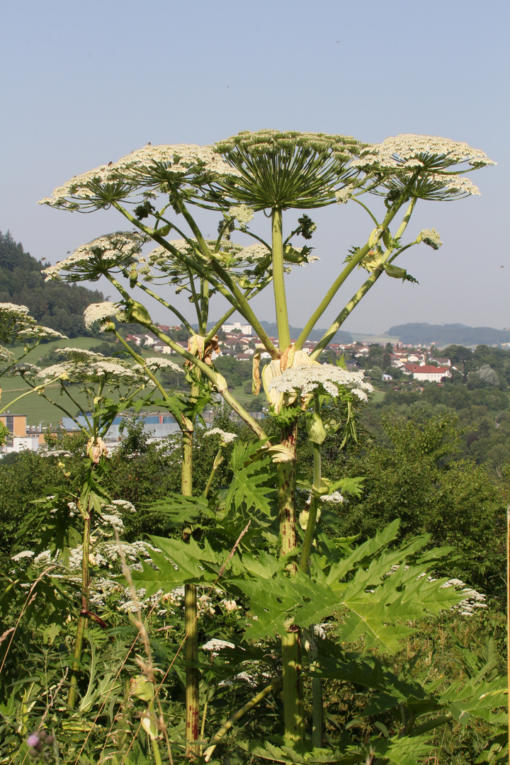 Riesen-Bärenklau (Heracleum mantegazzianum)