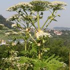 Riesen-Bärenklau (Heracleum mantegazzianum)