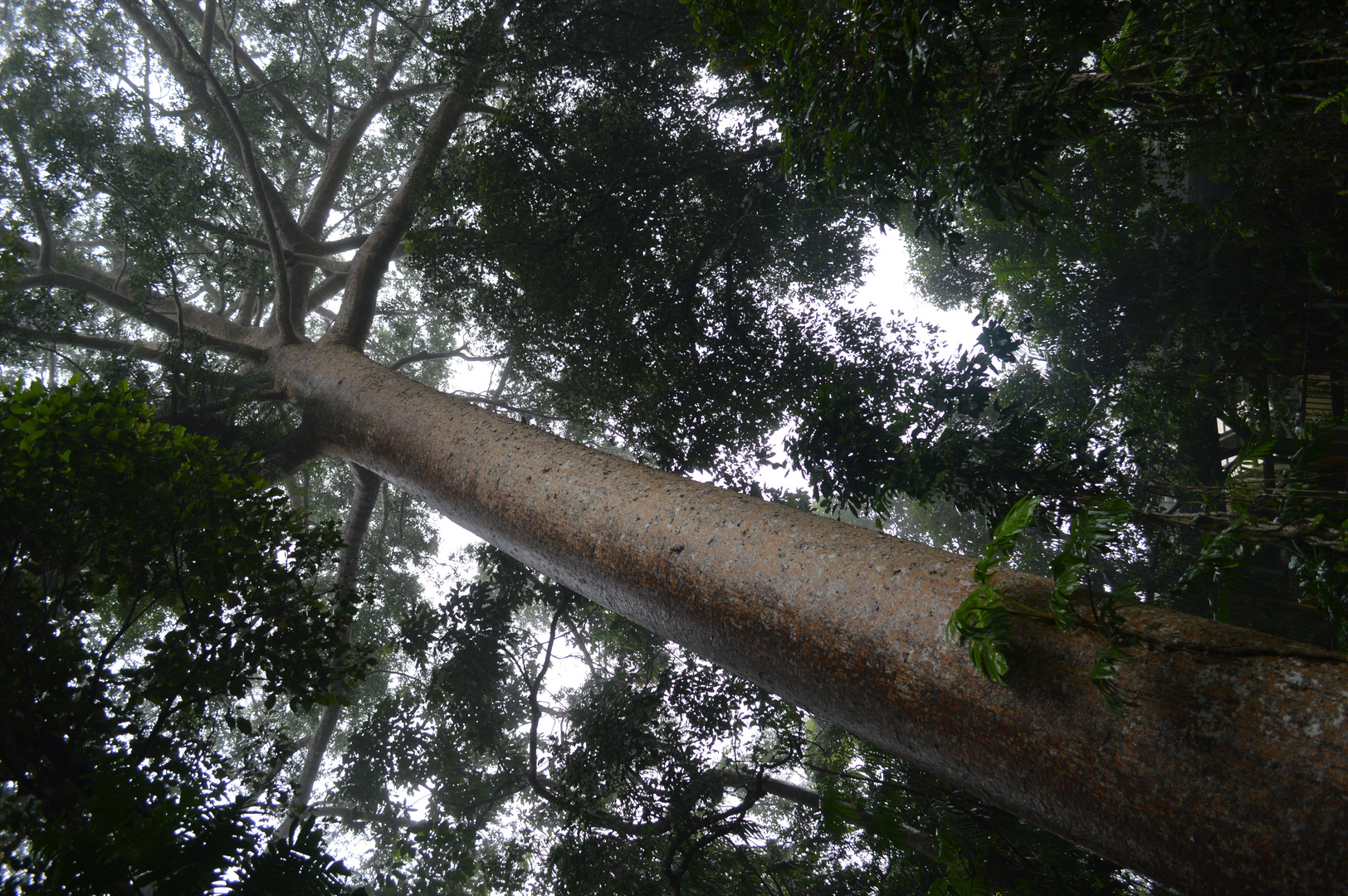 Riesen Baum in Australischen Regenwald