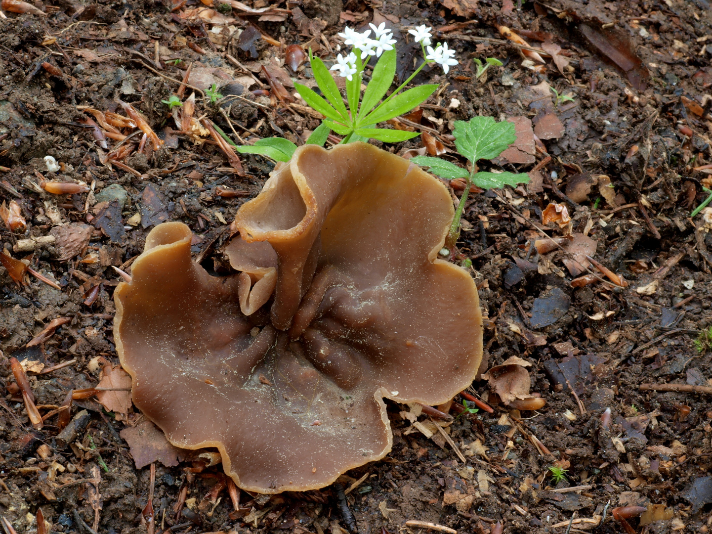 Riesen-Becherling mit Waldmeister