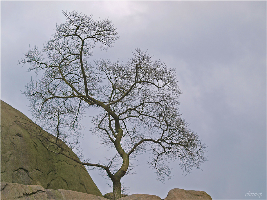 Riesen-*Bonsai*