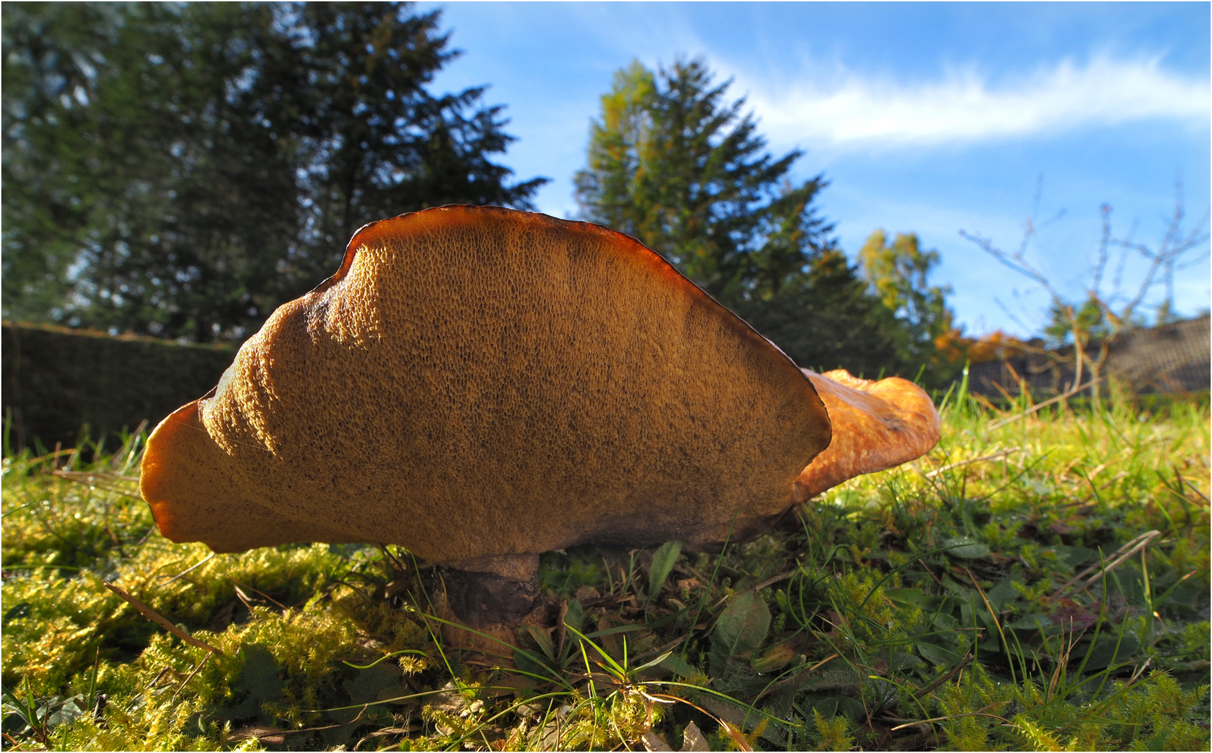 Riesen-Butterpilz im Garten