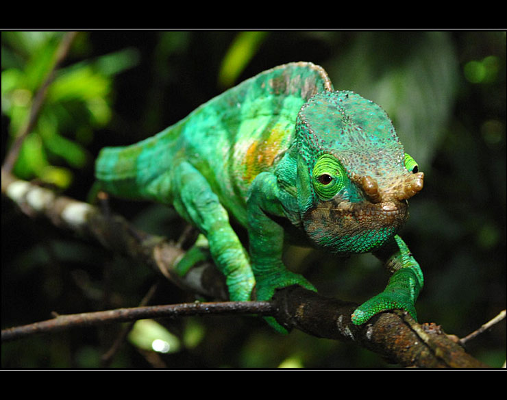 Riesen-Chamäleon - Calumma parsonii christiferum