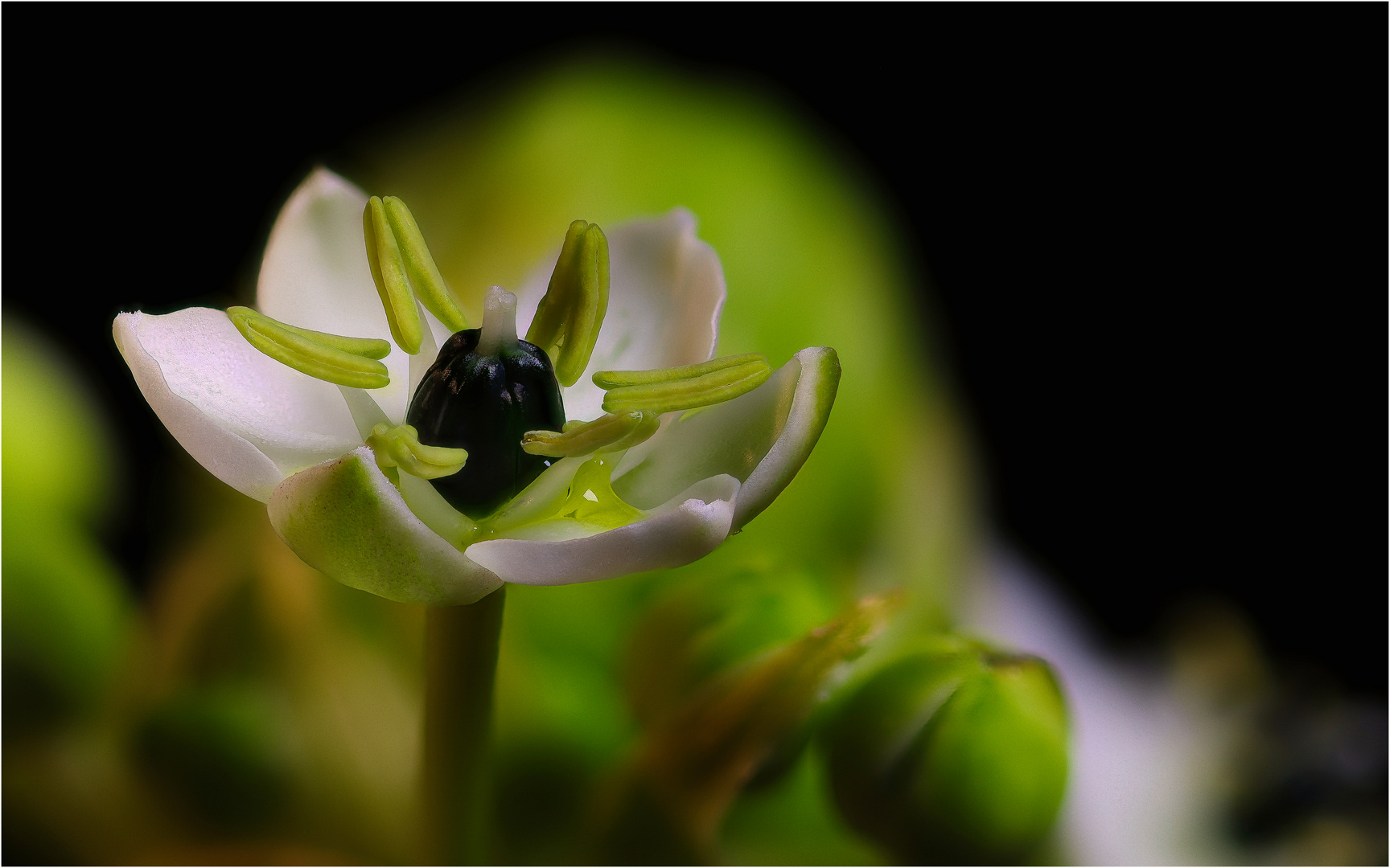 Riesen-Chincherinchee oder Großer Milchstern